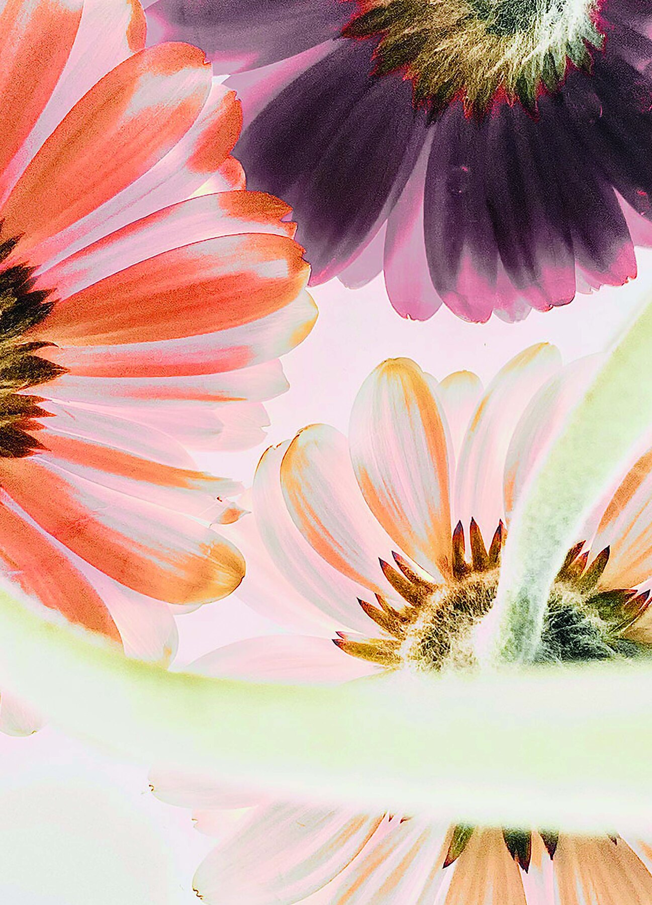 Fleurs de Grasse — l'univers du parfum, RIVIERA ART