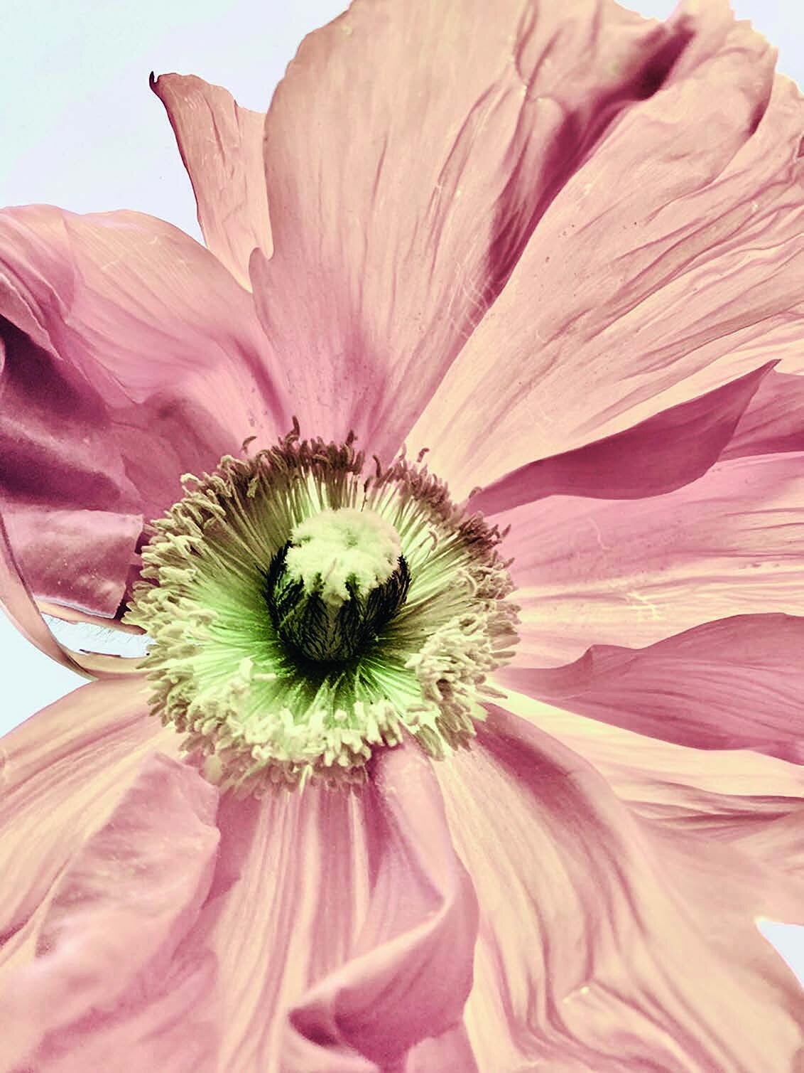 Pavot rose — série Blossom de Sophie Le Gendre
