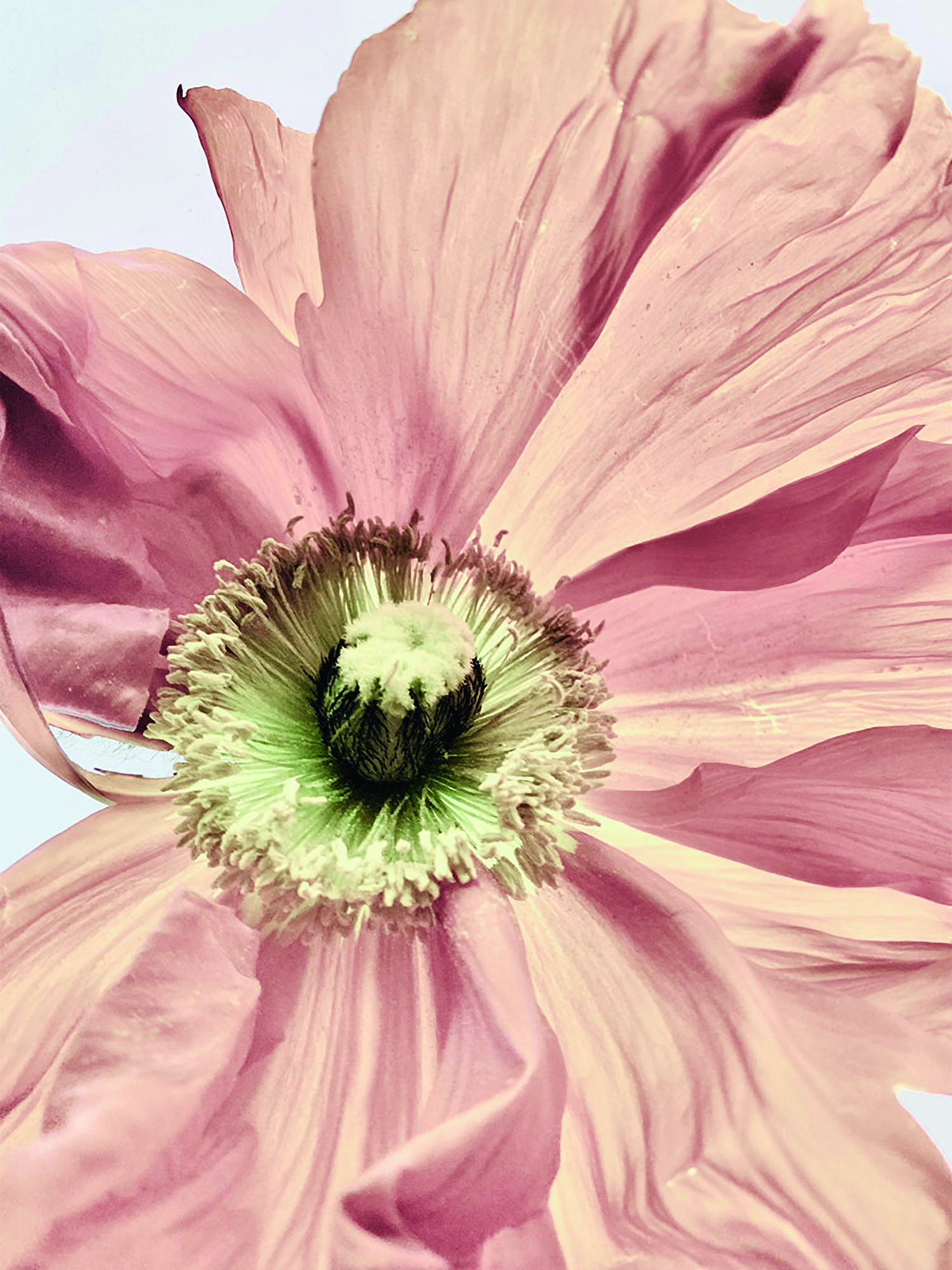 Étude florale délicate signée Sophie Le Gendre