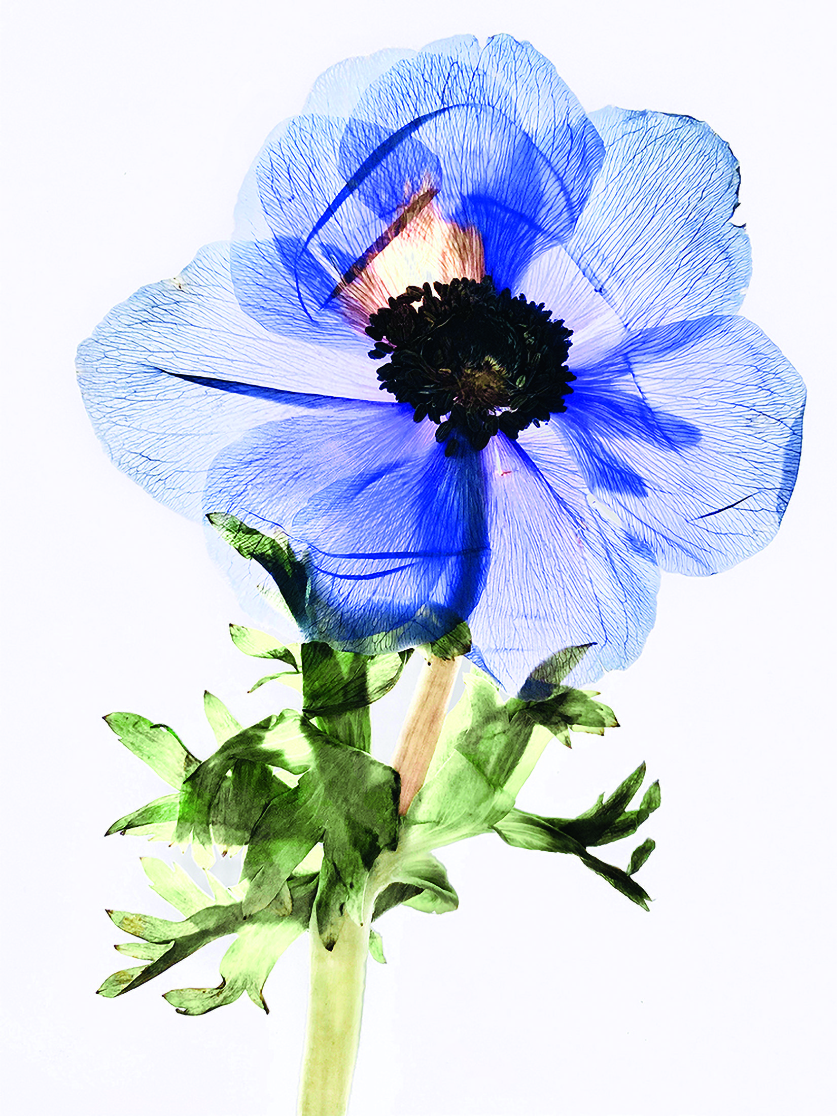 Étude florale signée Sophie Le Gendre
