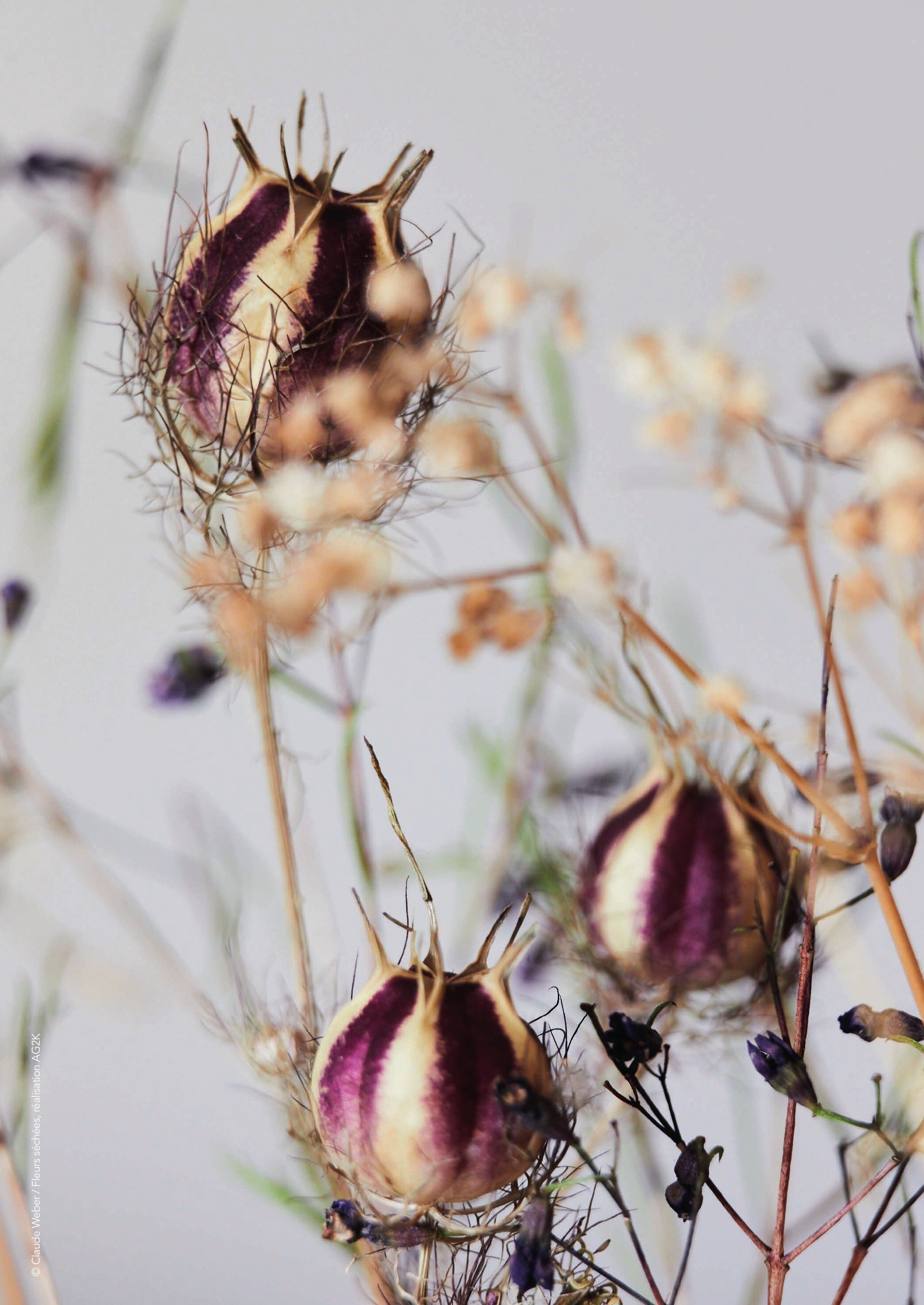Fleurs séchées, nigelles — l'univers végétal de la Maison Godet