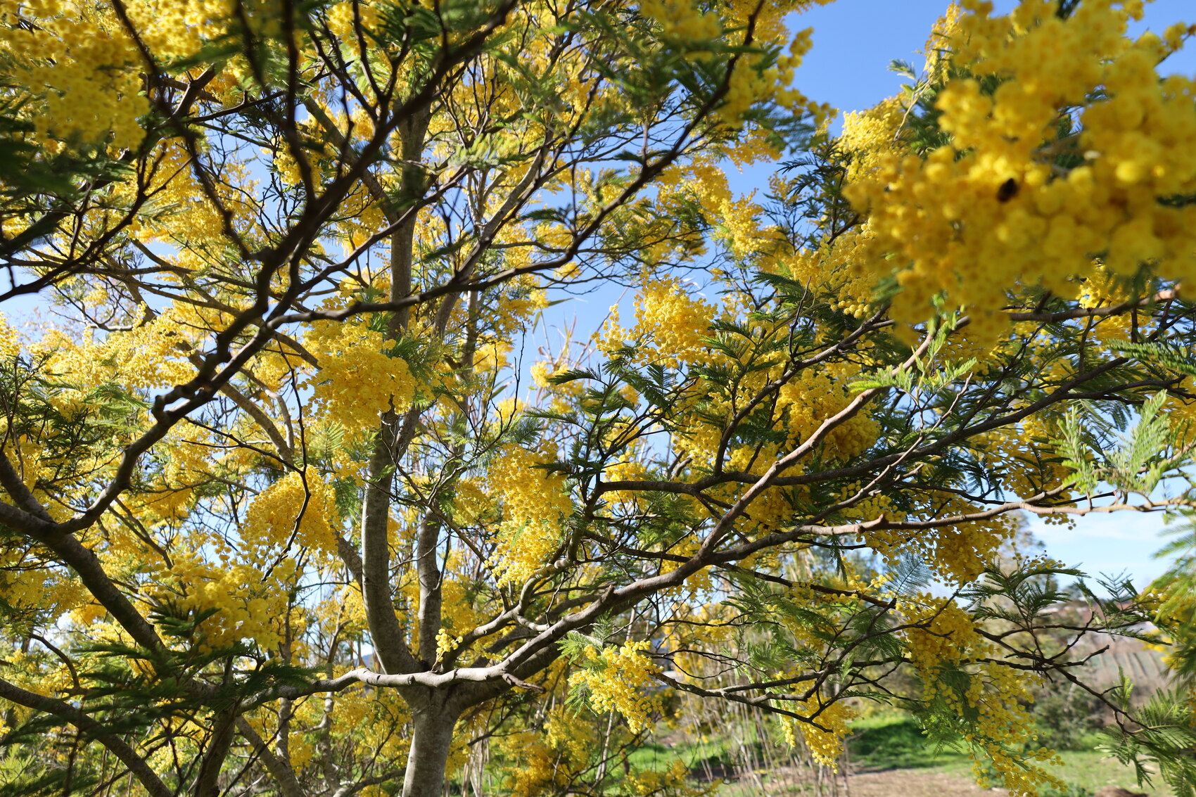 Mimosa en pleine floraison sous le ciel bleu, aux jardins du MIP