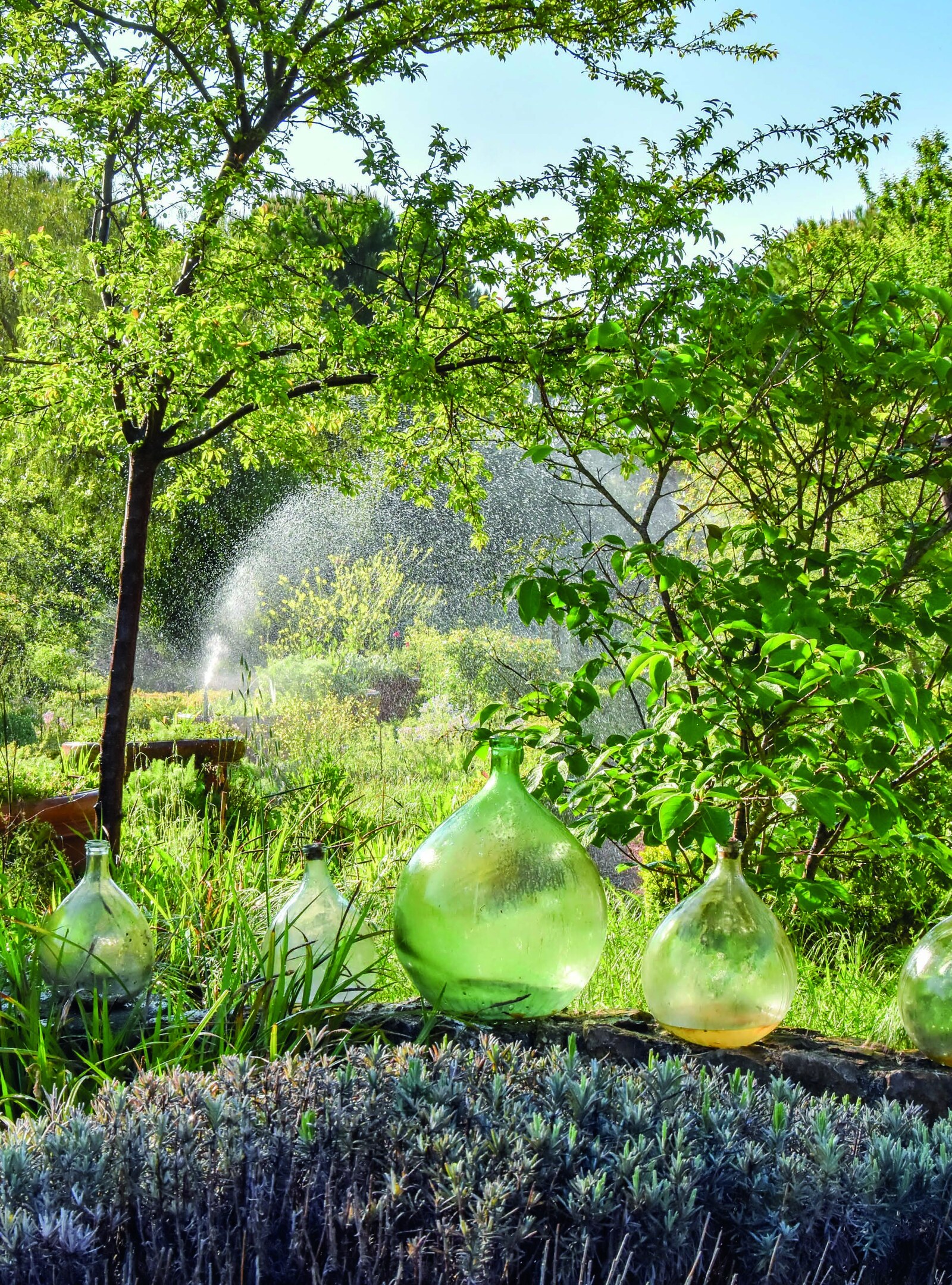 Jardin du MIP au soleil : bonbonnes de verre posées sur un muret de lavande, arrosage en éventail