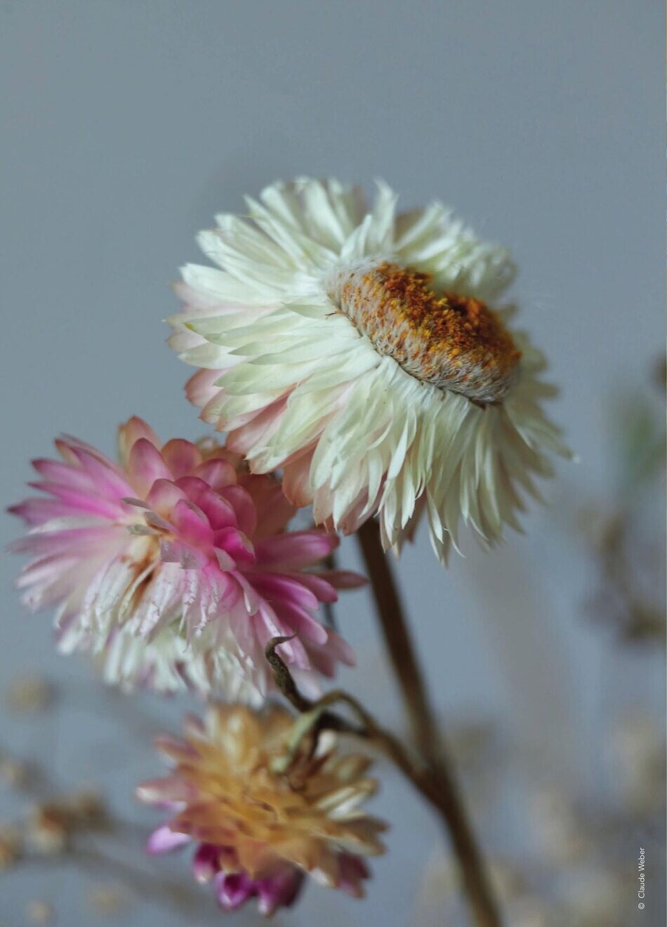Nature morte florale © Claude Weber
