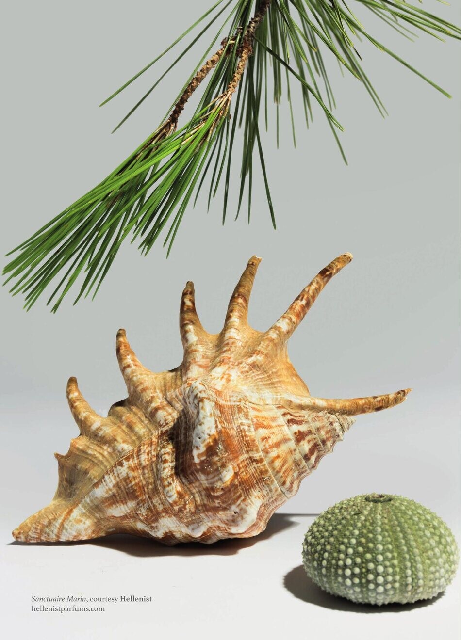 Nature morte, pin et coquillage © Claude Weber