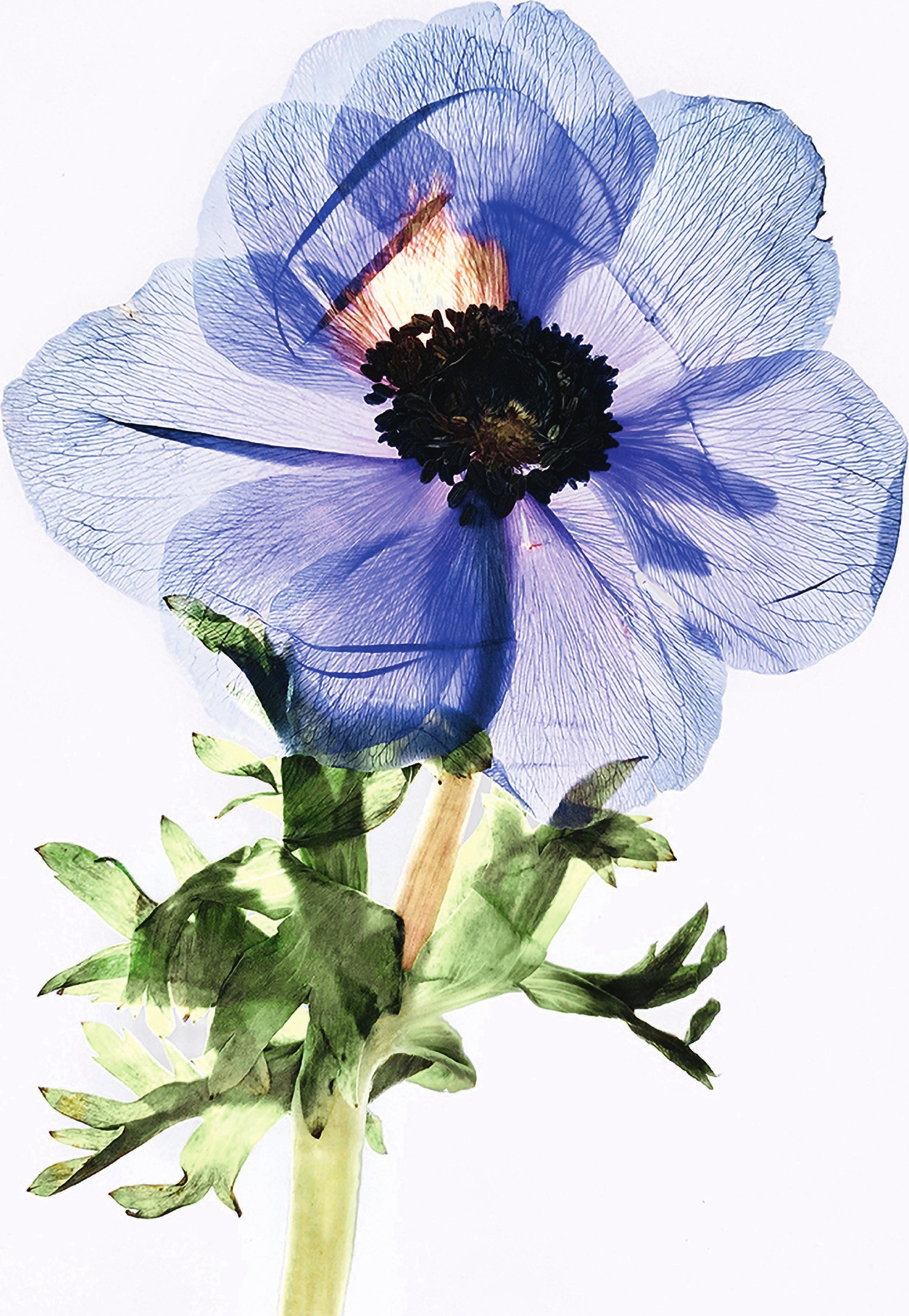 Blossom — anémone bleue translucide, Sophie Le Gendre