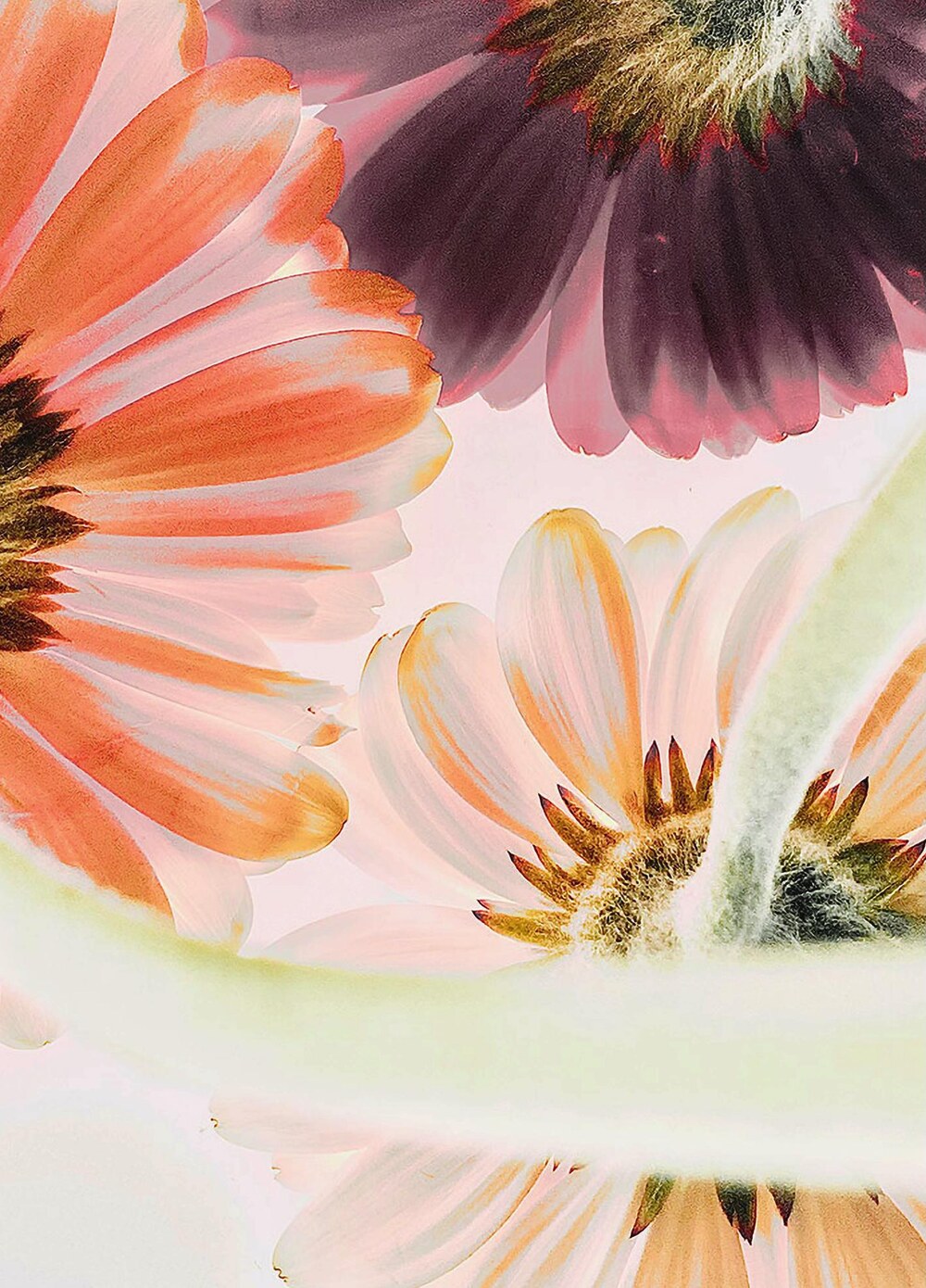 Blossom — Sophie Le Gendre, invitée d'honneur
