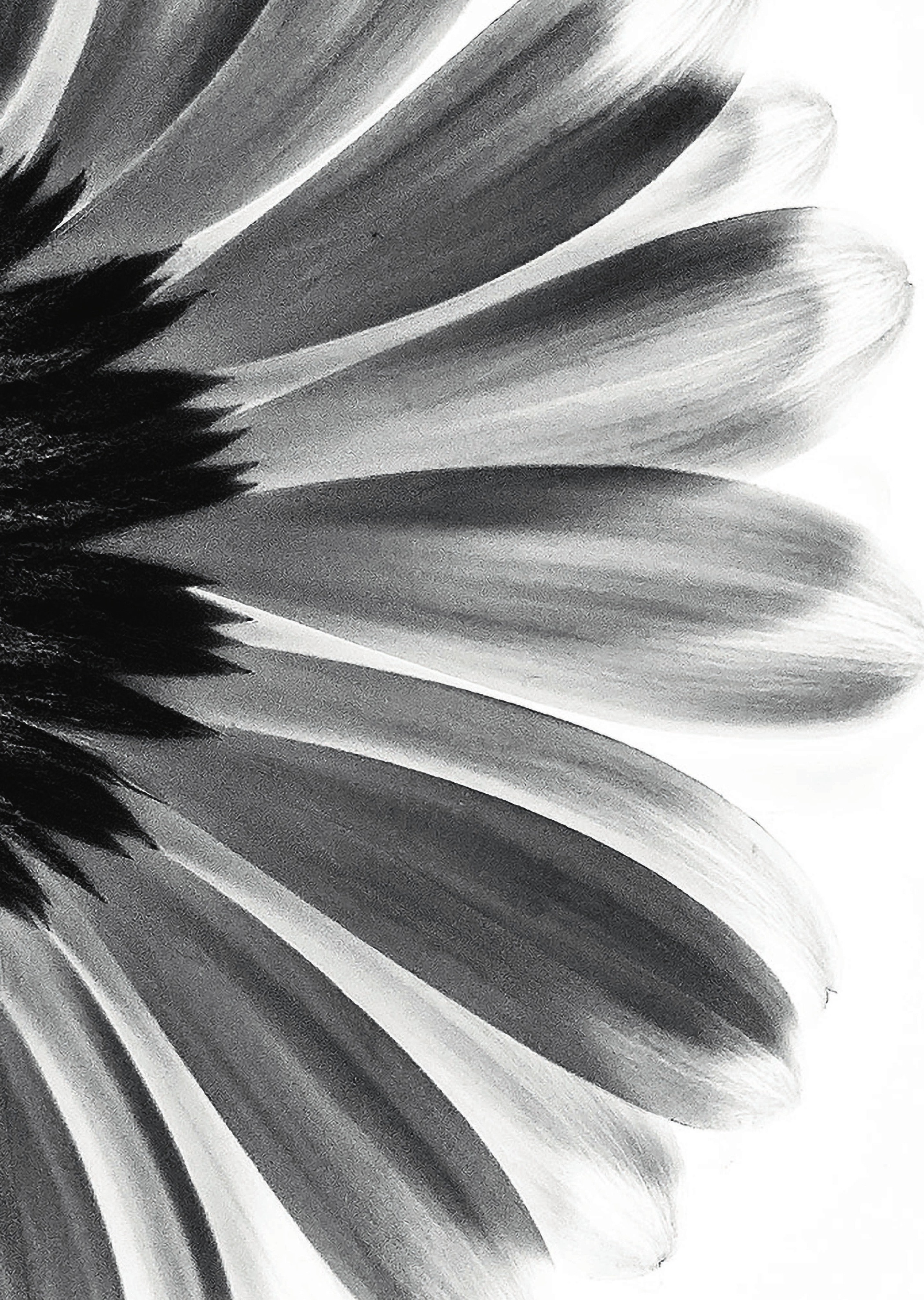 Blossom — marguerite radiographiée en noir et blanc, Sophie Le Gendre