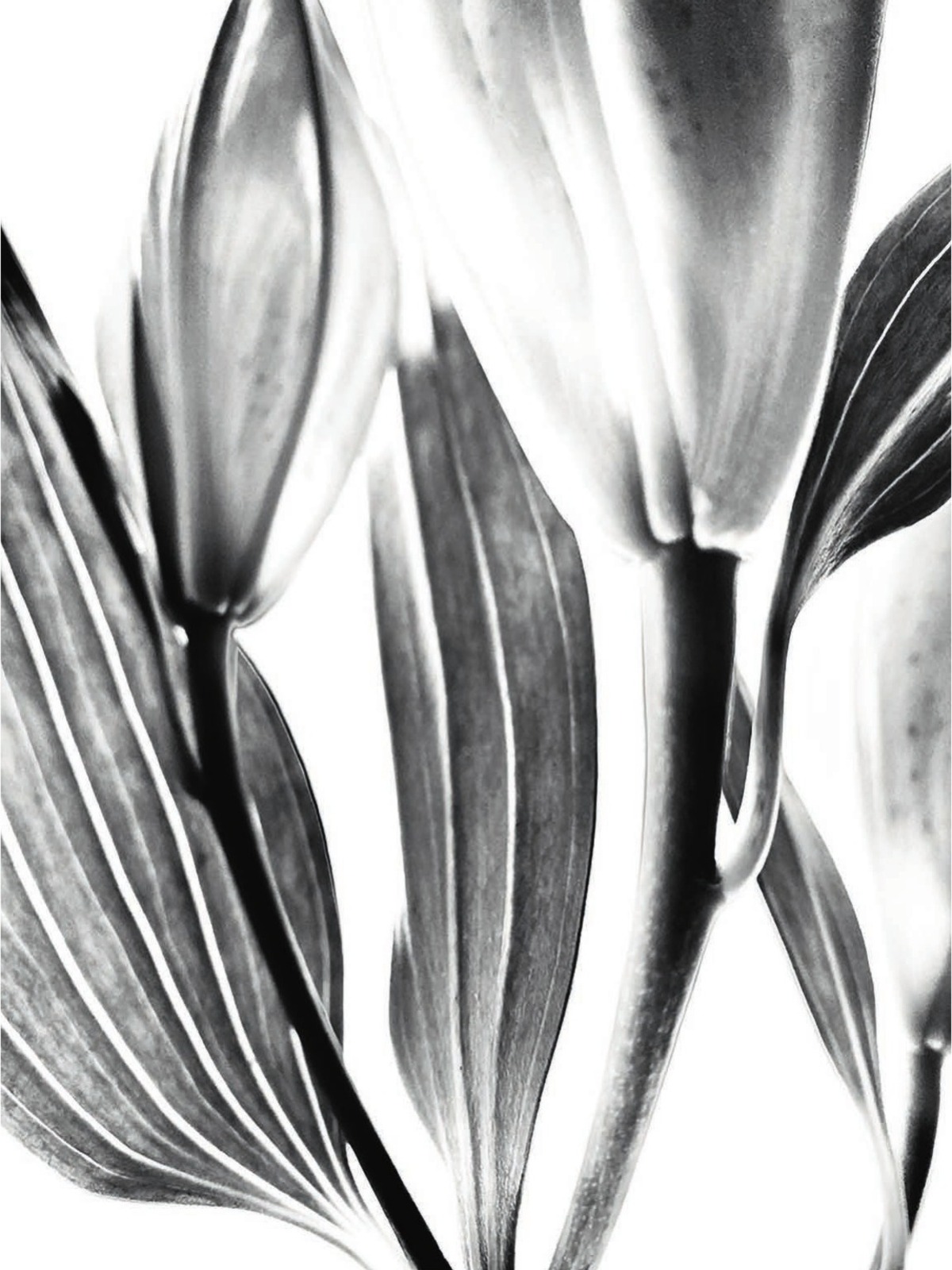 Blossom — feuillage en radiographie, noir et blanc, Sophie Le Gendre
