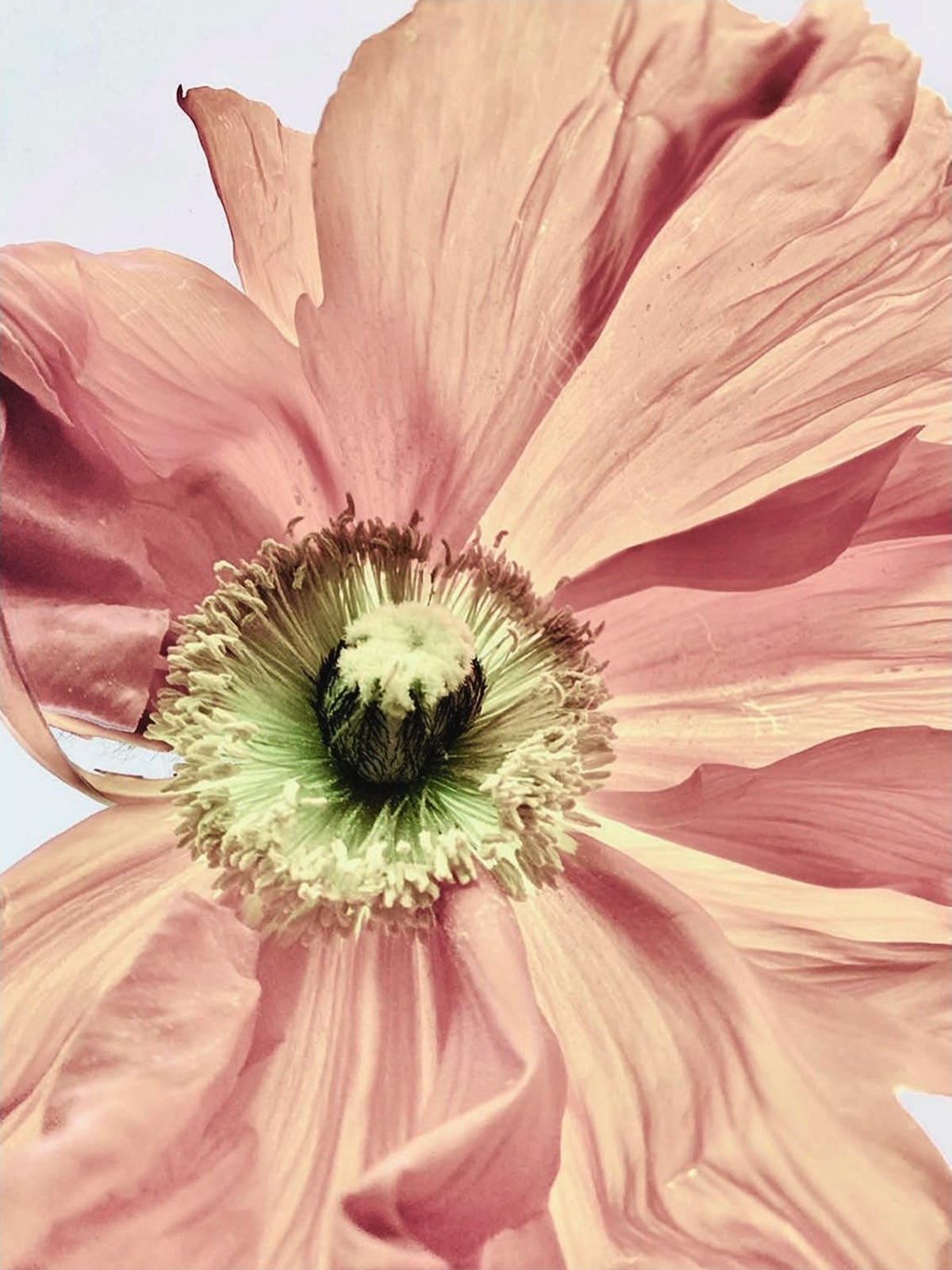 Blossom — pavot rose au cœur vert, Sophie Le Gendre