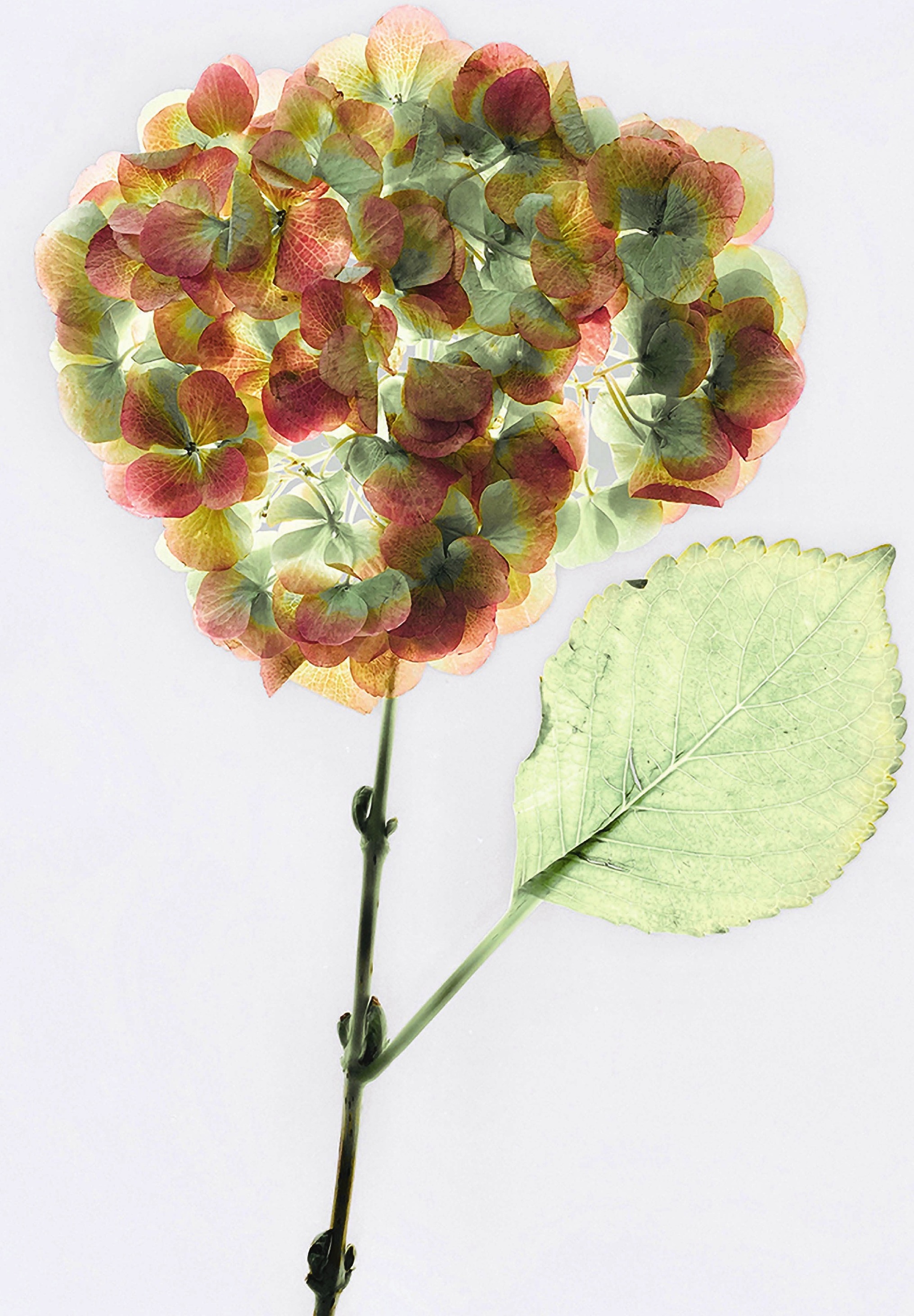 Blossom — hortensia aux teintes automnales, Sophie Le Gendre